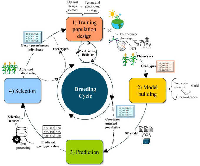 Diagram showing a genomic-selection model trained with genotypes and phenotypes and then applied to genotyped candidates