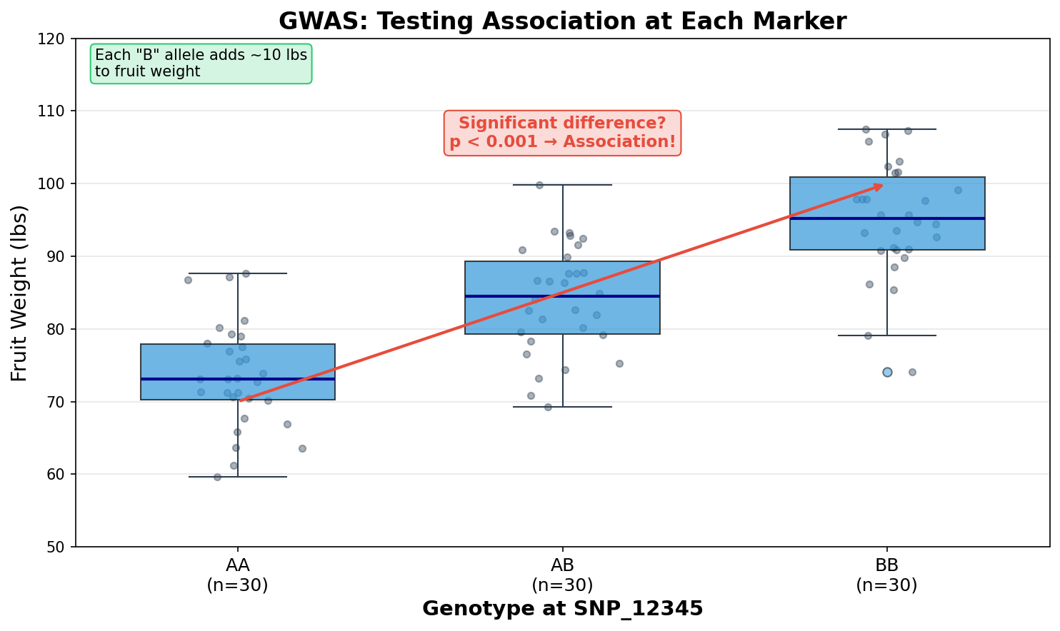Boxplots compare fruit weight for AA, AB, and BB genotype groups, with increasing values used to illustrate a marker-trait association