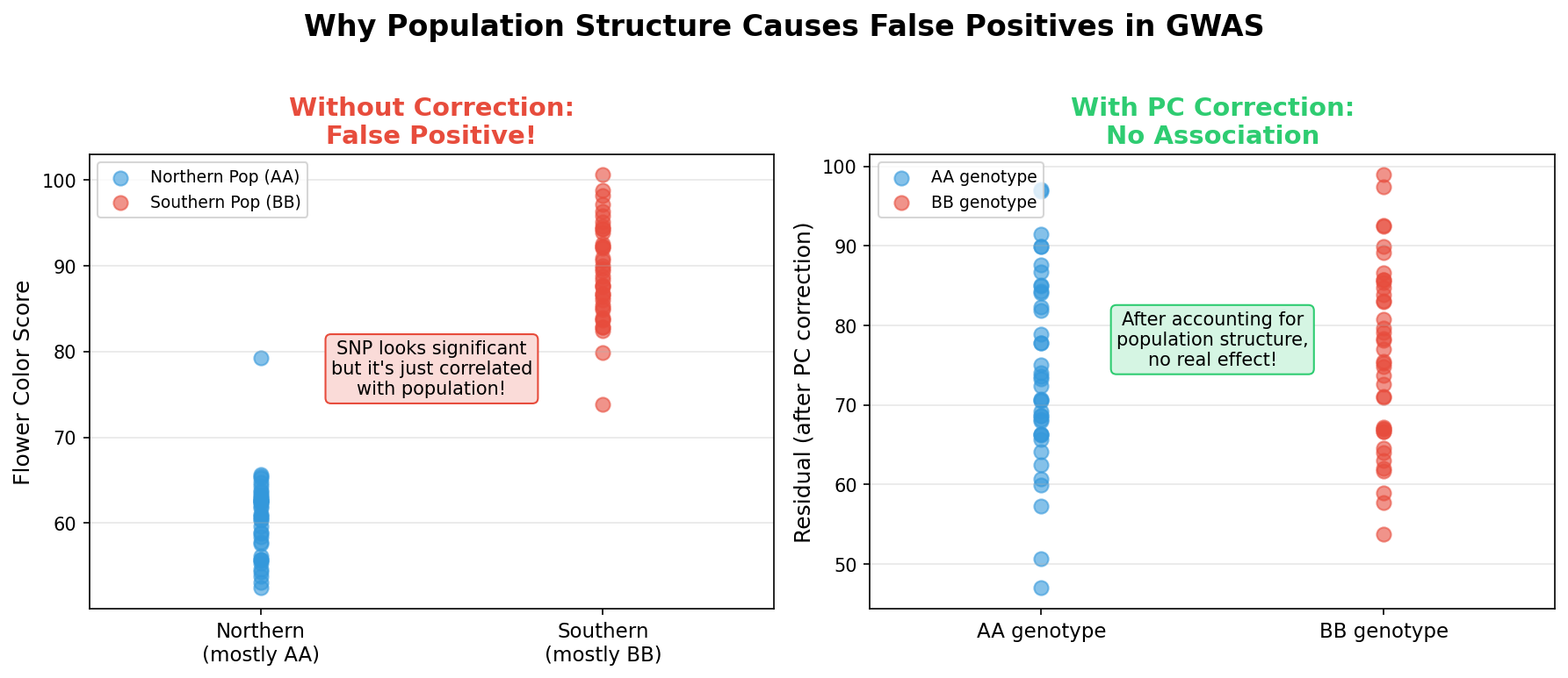 Two-panel diagram showing a marker-trait association caused by population structure and how adjustment can remove the apparent association